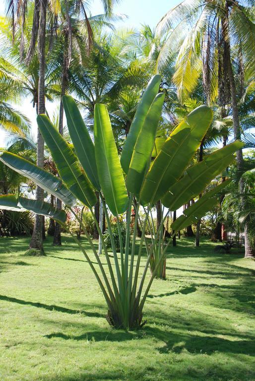 Beso Del Viento (Adults Only) Hotel Parrita Exterior photo